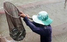 Cận Tết, cá kèo tăng giá mạnh, người nuôi lãi nửa tỉ/ha