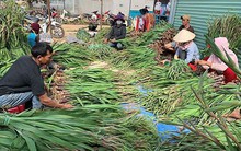 Phập phù giá hoa ở làng hoa lay ơn lớn nhất nước