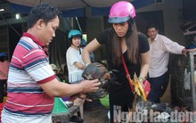 Mùng 3 Tết, gà trống ta thả vườn chân vàng "cháy" hàng