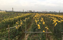 Rau xanh, hoa tươi ở Hà Nội rớt giá thê thảm sau Tết