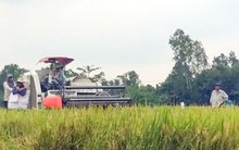 Sau Tết, giá lúa đông xuân giảm