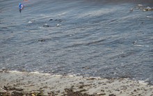 Đà Nẵng: Xuất hiện nước biển đen ngòm và bốc mùi hôi bất thường