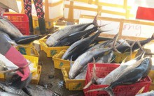 Đánh cá “xuyên Tết”, ngư dân Quảng Ngãi trúng mẻ cá ngừ 50 tấn