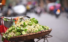 Đất Hà Thành thơm lừng mùa hoa bưởi