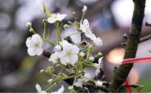 Ngỡ ngàng sắc hoa lê trắng tinh khôi trên đường phố Hà Nội