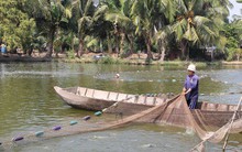 Người nuôi cá tra không nên "ngủ quên trên chiến thắng"!
