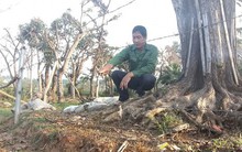 Rơi nước mắt thấy gốc cây vườn ươm bạc tỉ bị kẻ xấu đổ nước muối