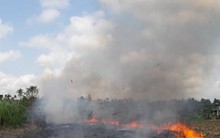 Nông dân Quảng Ngãi khóc ròng vì giá mía rớt thê thảm