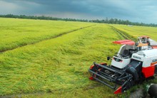 Nông dân miền Tây khóc ròng vì… giá lúa tăng