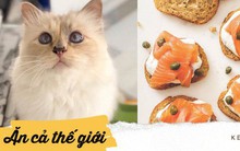 Khám phá thực đơn 5 sao của cô mèo Choupette giàu nhất thế giới, có món mà "thường dân" chúng ta có khi còn chưa ăn bao giờ