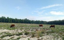 Bình Dương chấn chỉnh tình trạng bát nháo phân lô, bán nền