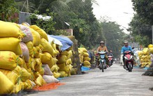 Ngồi chờ... giá lúa tăng