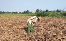 Cây mía Quảng Ngãi đã quá kì thu hoạch