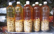 Sâu chít giá tiền triệu được các bà nội trợ đua nhau mua ăn để đẹp da