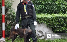 [Ảnh] 3 chú khuyển đặc biệt kiểm tra khách sạn Melia trước ngày Chủ tịch Kim Jong-Un đến Việt Nam