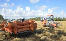 Gạo Việt mang về hơn 3 tỉ đô nhưng bất ngờ lận đận