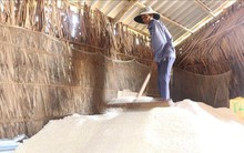 Giá muối cao, diêm dân Bến Tre thu nhập khá