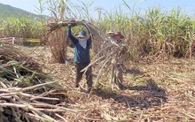 Điêu đứng vì mía rớt giá