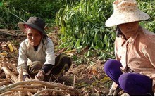 Phú Yên: Tăng cường khâu chế biến sắn để gia tăng giá trị
