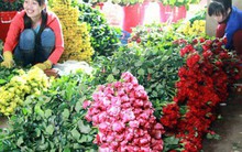 Hoa hồng Đà Lạt khan hàng, sốt giá