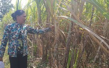 Nông dân không mặn mà với mía