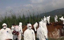 Hà Nội thêm 3 quận huyện có ổ dịch tả lợn châu Phi