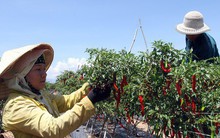 Trồng ớt Hàn Quốc, nông dân miền núi Ninh Thuận lãi đậm