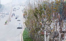 Cây phong trồng tại Hà Nội: Vì sao lá không đỏ?
