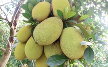 Giá mít Thái siêu sớm tăng mạnh