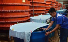 Thông tin mới nhất vụ nước mắm truyền thống cầu cứu Chính phủ