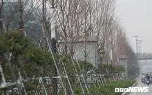 Cận cảnh hàng phong lá đỏ như chết khô khiến Chủ tịch Hà Nội lên tiếng