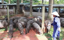 Không được nuôi thỏ, heo... bằng cà rốt, bèo tây, bẹ chuối?