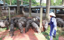 Không được nuôi thỏ, heo... bằng cà rốt, bèo tây, bẹ chuối?