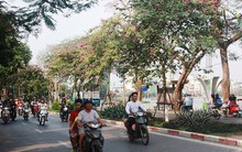 Ngắm hoa ban khoe sắc khắp phố phường Hà Nội