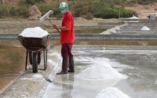 Muối được mùa, được giá ở Ninh Thuận
