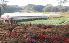 Lên núi trồng dâu tây, thu tiền tỉ mỗi năm