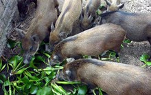 Quy định “bèo, thân chuối không phải thức ăn chăn nuôi” có hợp pháp?