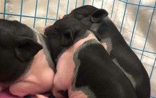 Giữa sức nóng dịch tả, lợn cảnh mini không rõ xuất xứ lại gây “sốt”