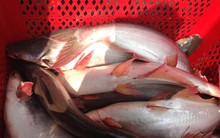 Giá cá tra tiếp tục giảm vì nhu cầu thấp