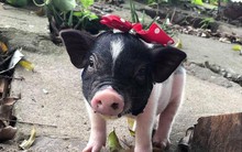 Chặn heo cảnh mini 2kg nhập lậu từ Trung Quốc