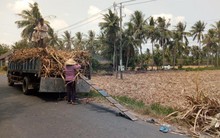 Nông dân trồng mía ở Sóc Trăng “tan nát cõi lòng”