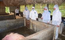 Dịch tả lợn châu Phi đã lan tới Thừa Thiên - Huế