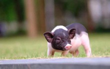 Khách ùn ùn hủy đơn, chấp nhận mất tiền triệu khi lợn mini nhập lậu Trung Quốc bị "tuýt còi"