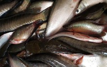 Thu tiền triệu từ cá đồng thiên nhiên nơi Đất Mũi – Cà Mau