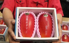 Giật mình với xoài Nhật giá siêu đắt 1,7 triệu đồng/quả