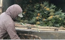 Nông dân xứ Nghệ điêu đứng vì dứa mới vào vụ đã rớt giá thê thảm