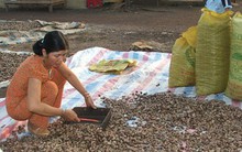 Giá điều rơi thẳng đứng!