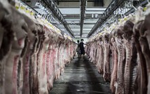 Trung Quốc có thể nhập khẩu thịt lợn Mỹ nhiều kỷ lục trong 2019