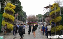 Ảnh: 40.000 cành hoa anh đào chuyển từ Nhật Bản tới Hà Nội