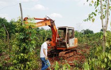 Người trồng tiêu, cà phê lỗ nặng vì bị... "bẻ kèo"